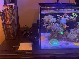 How Long To Run Refugium Light | How Long Should Refugium Lights Be On?