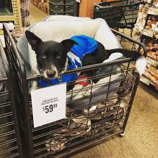 Homesense Canada - Be Like Duke And Make Us A Part Of Your Morning Routine.  Remember To Shop Early So You Can Enjoy A Quieter Shopping Experience. Look  At @Thedukemacd Being Such