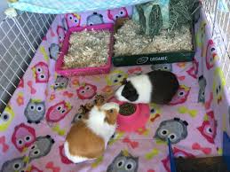 Wondering How To Keep Your Guinea Pig Fleece Bedding Cage Clean And Fr –  Wheeky Pets - We Love Our Customers And Their Pets!