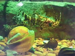 My Angel Fish Is Upside Down : R/Aquariums