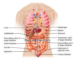 The Spleen And Gallbladder Are Ipsilateral: Understanding Their Relationship