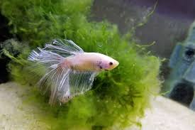 Can Betta Fish Fins Grow Back? The Surprising Truth