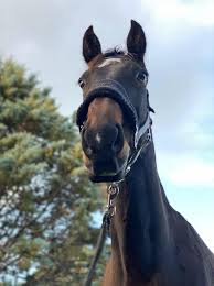 How To Teach A Standardbred To Canter: A Step-By-Step Guide