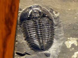 Trilobites Are Index Fossils Because They ____ | Why Are Trilobites An Index Fossil?