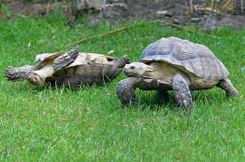 Can Desert Tortoises Eat Aloe Vera? A Guide