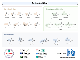 Which Amino Acid Is Not Optically Active?