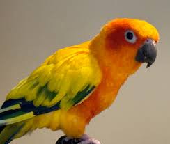 Why Does My Sun Conure Flap His Wings? The Reasons Explained