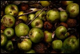 A Rotten Apple Spoils The Whole Barrel: Understanding The Proverb