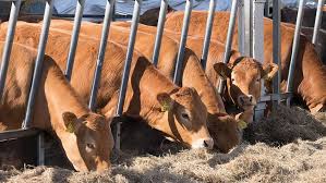 Benchmarks For Breeding Dairy Heifers | Purina Animal Nutrition