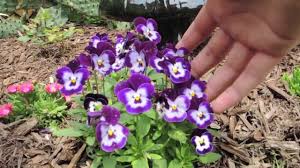 Difference Between Pansies And Petunias: What’S The Difference?