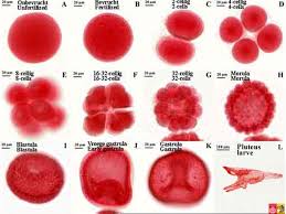 Sea Urchin Embryo Development Stages: A Microscopic Journey