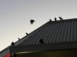 Crows On Roof In Morning: A Sign Of Good Luck?