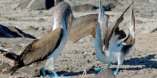Is The Blue-Footed Booby Extinct? - American Oceans