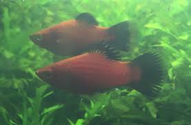 Red Wag Platy: Male Or Female?  A Quick Guide