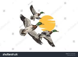 Mallard Duck Flying Images – Browse 97,851 Stock Photos, Vectors, And Video  | Adobe Stock