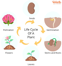 Can You Name 10 Unisexual Flowers?