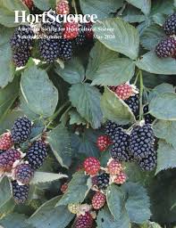 Are Thornless Blackberries Genetically Modified?