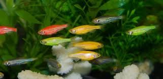 Why Are My Danios Chasing Each Other?  The Reasons And Solutions