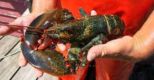 Did Humans Evolve From Lobsters? The Surprising Truth