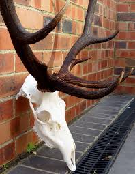 What To Use To Bleach A Deer Skull | What Products To Bleach Deer Skull?