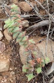 Crassula String Of Buttons Propagation: Easy Steps For Success