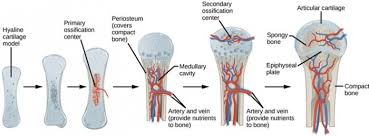 Similarities Between Intramembranous And Endochondral Ossification: A Comparison