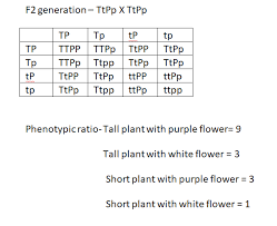 In Pea Plants, Purple Flowers Are Dominant Over White Flowers. Two Plants,  Both Heterozygous For The Gene That Controls Flower Color, Are Crossed.  What Percentage Of Their Offspring Will Have Purple Flowers?