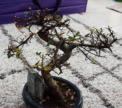 Why Are My Bonsai Leaves Turning Yellow? | Mistral Bonsai