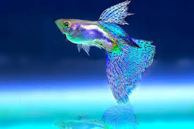 How Long Do Guppies Live: A Guide To Their Lifespan