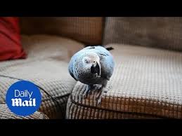 Can African Grey Parrots Eat Bananas? A Guide For Owners